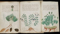 AI ontcijfert de Voynichmanuscript